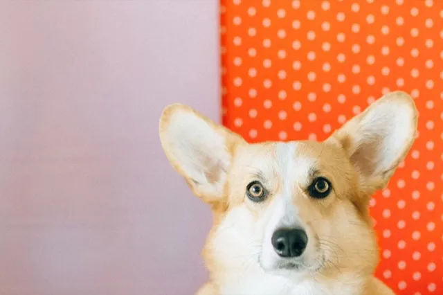 She Drew Pet Portraits on Etsy, Then Switched to Print-on-Demand: ~$100K a Year Working 6 Hours a Week, Zero Inventory
