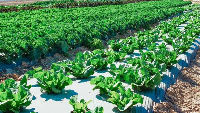 They Farm 1.5 Acres With No Tractor — and Sell $140,000 of Vegetables a Year at Roughly 45% Profit