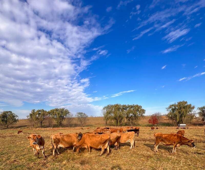 A2/A2 grass-fed Jersey cattle grazing in an open pasture under blue sky